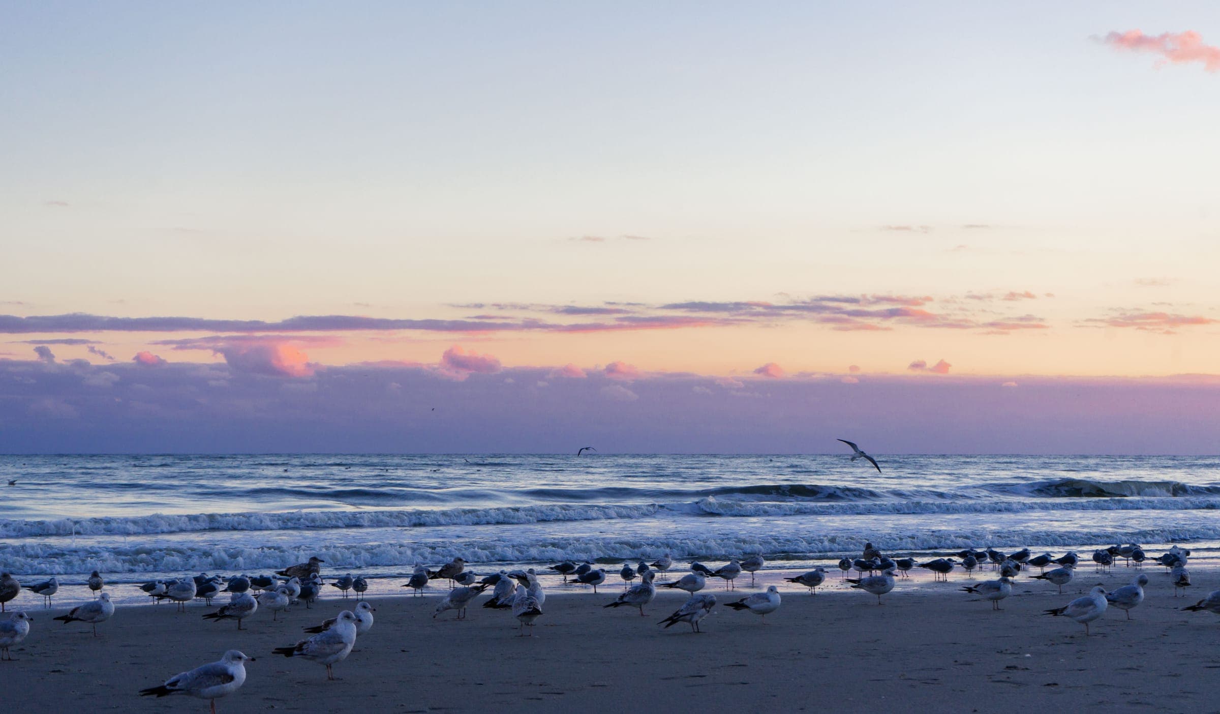 Shorebirds gathered on a beach at sunset