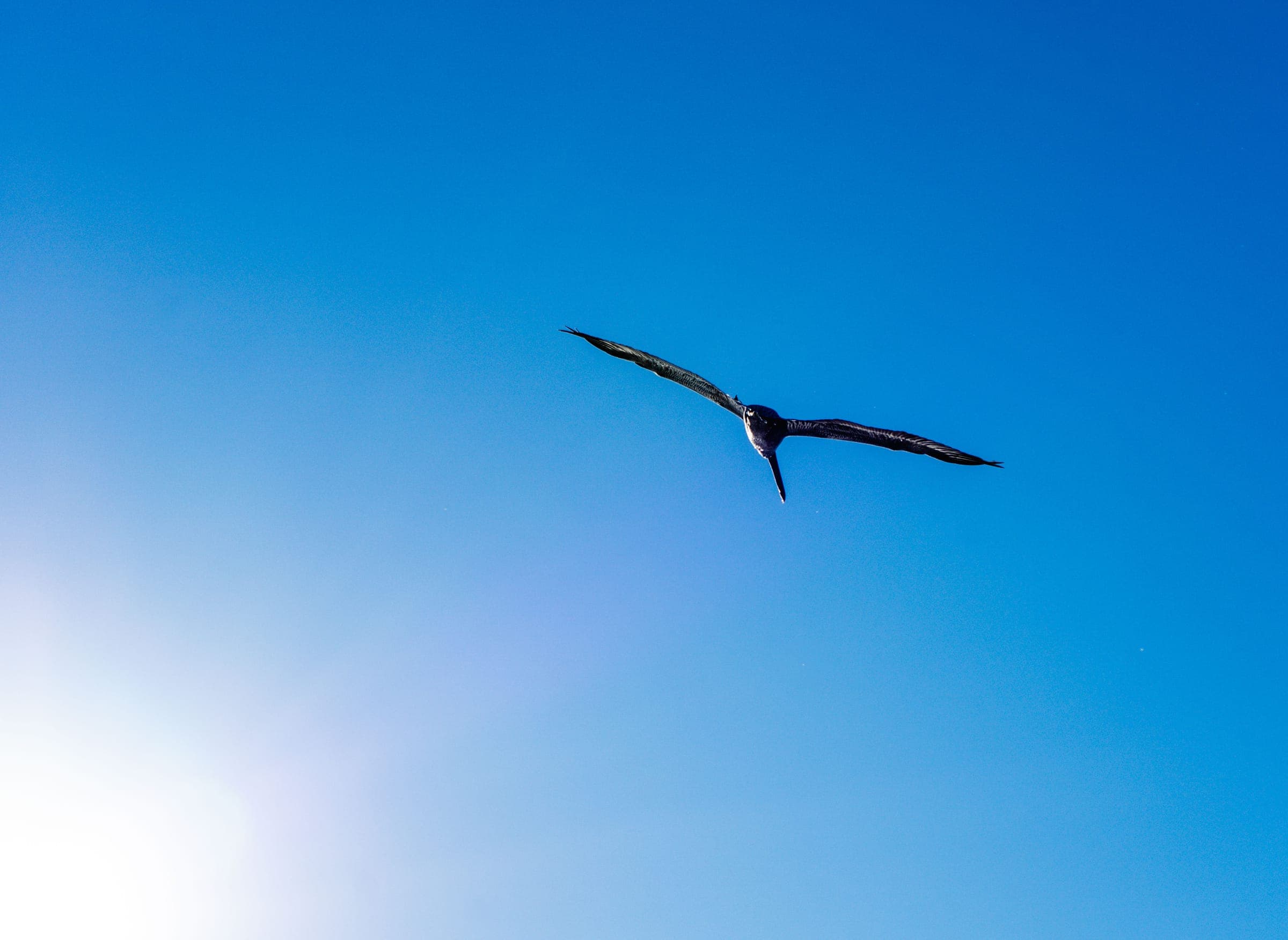 A single bird soaring across a clear blue sky