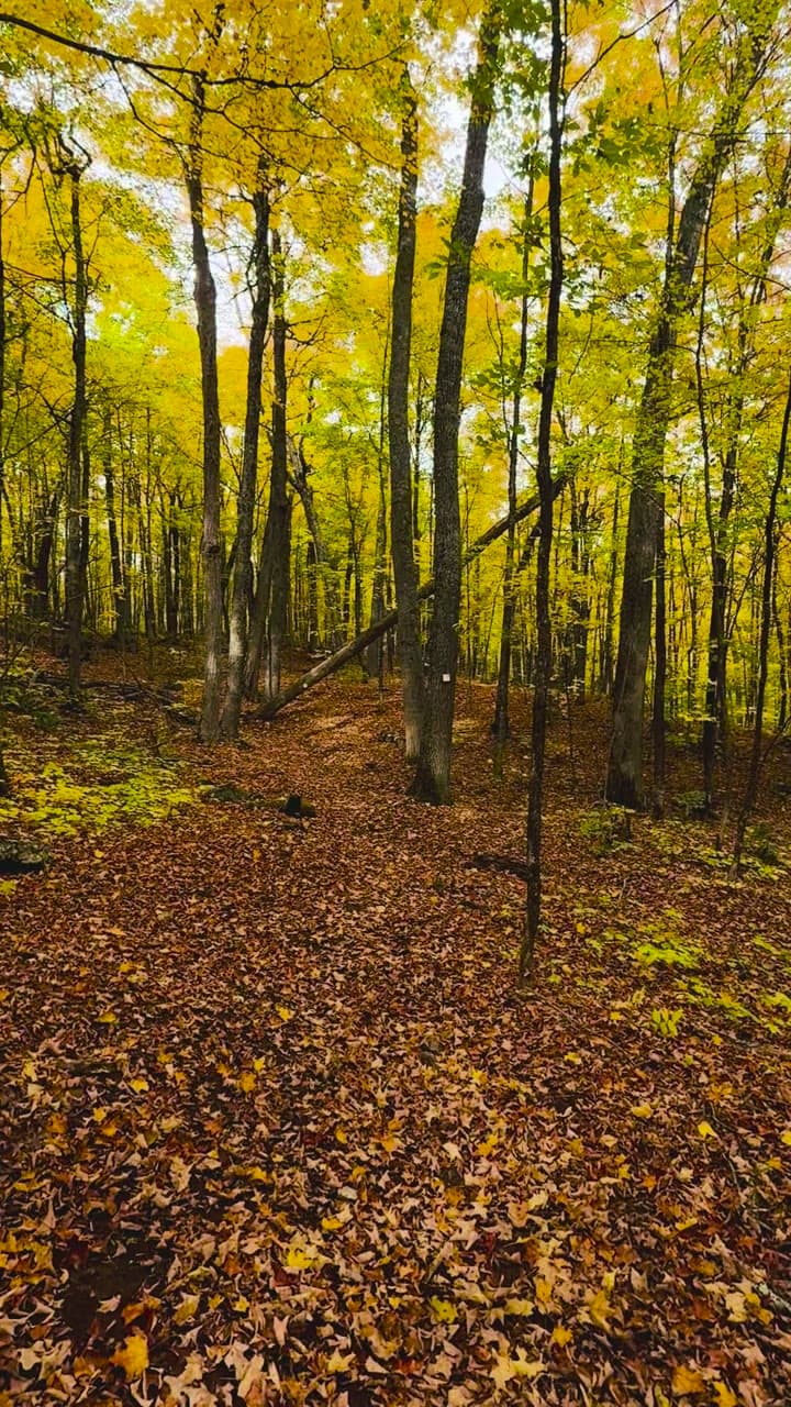 Sunlight on a leaf-covered path through an autumn forest