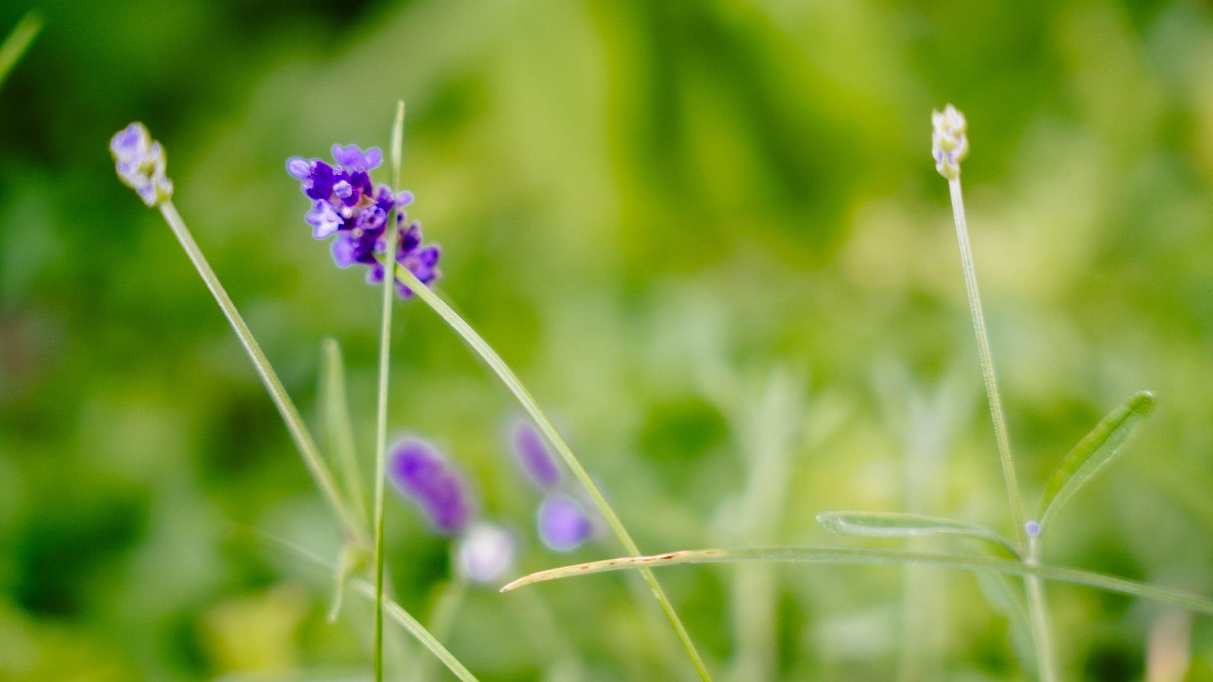 Purple wildflowers against soft green foliage