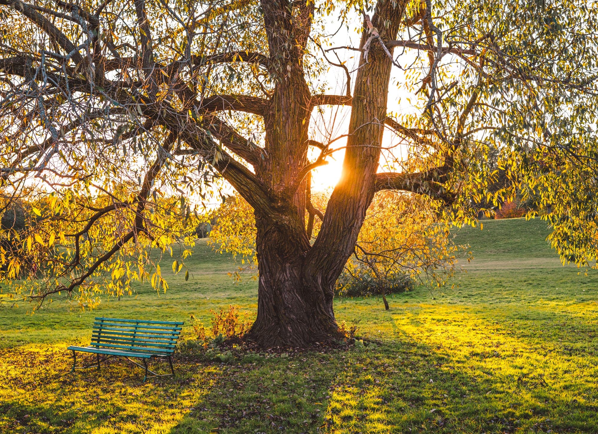Sunlight streaming through the trees