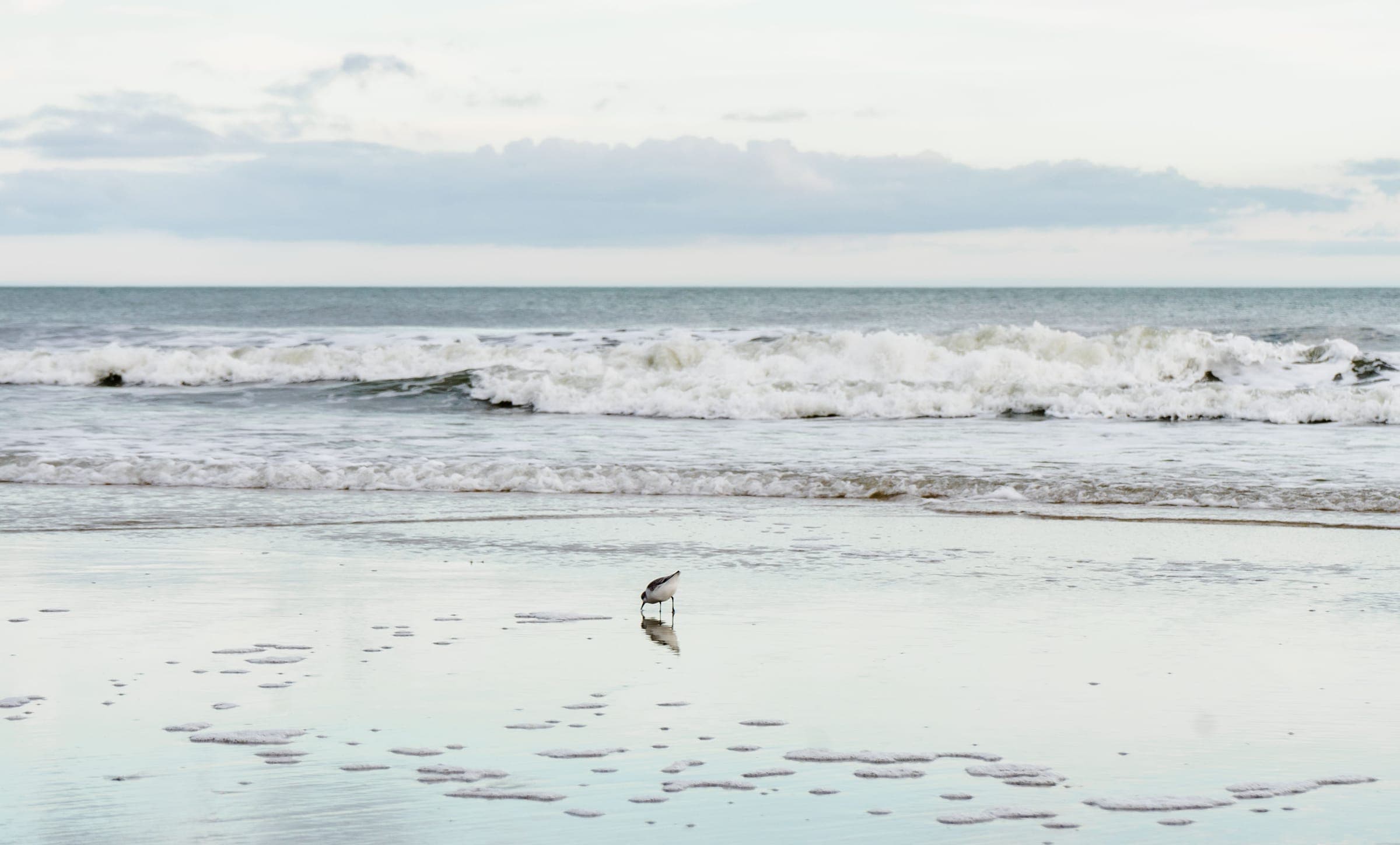 A solitary shorebird at the edge of a quiet ocean