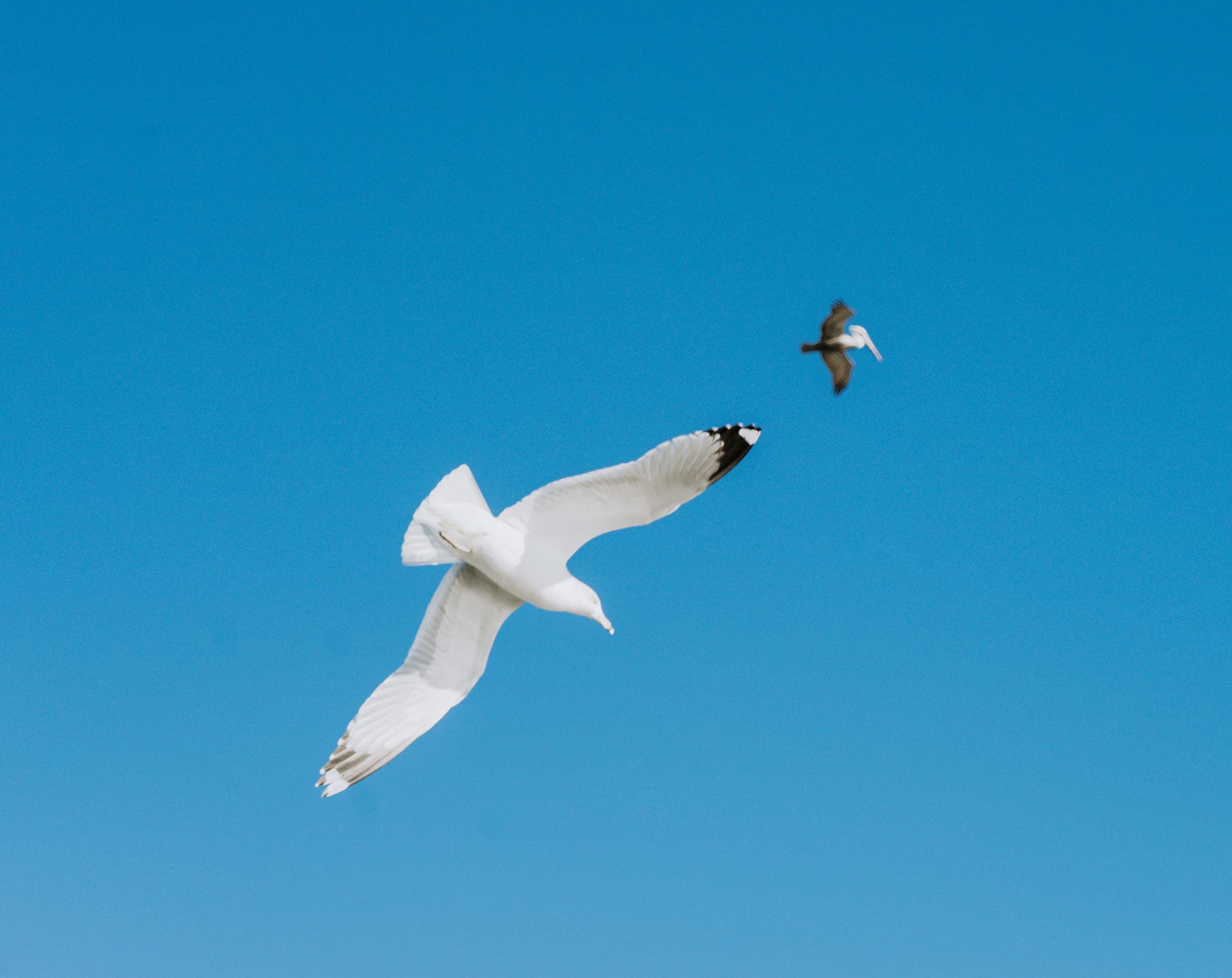 Two gulls in flight against a blue sky
