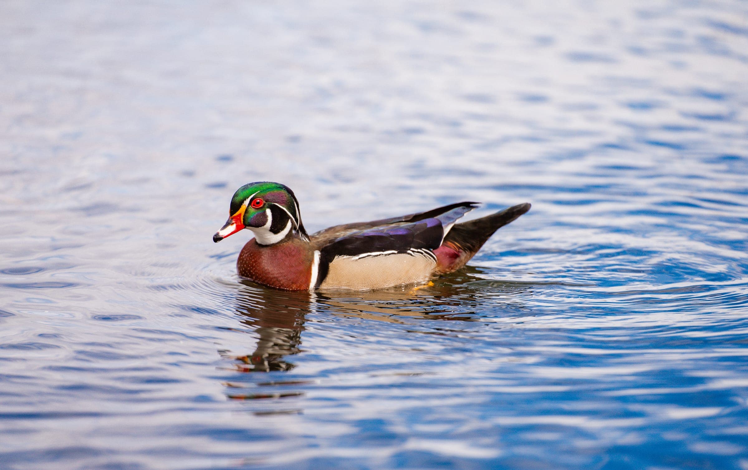 A wood duck gliding across calm blue water