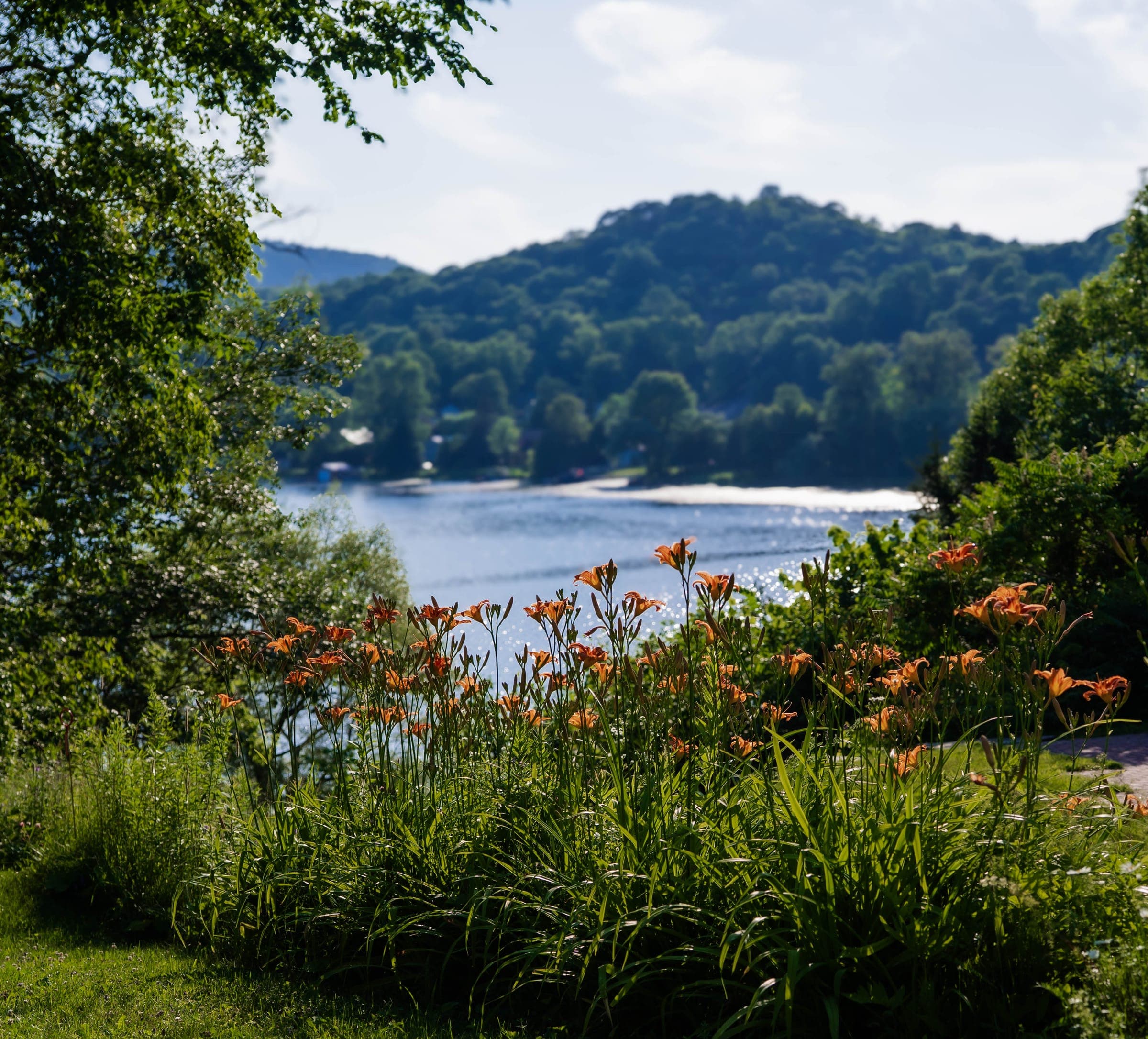 Daylilies beside a still lake