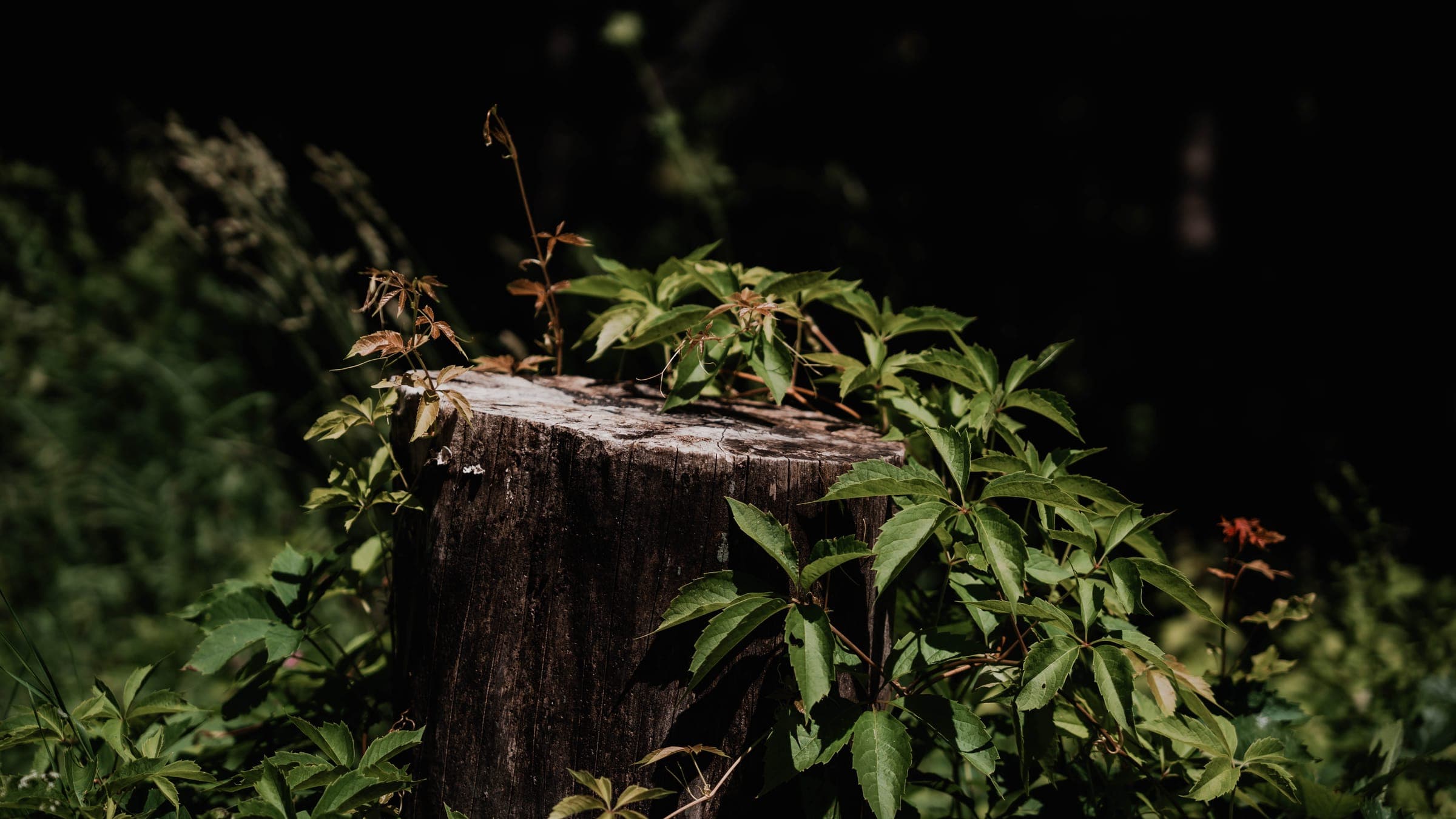 New growth emerging in nature