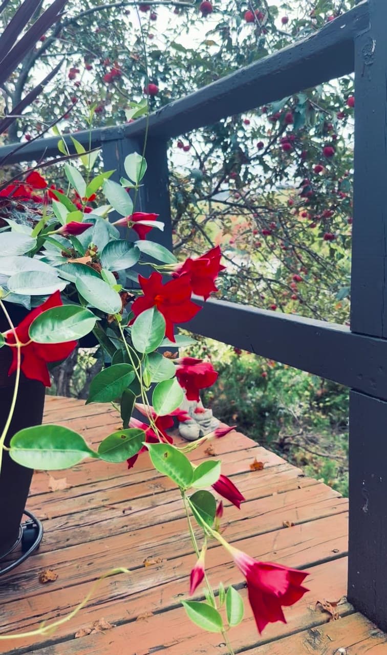 Red flowers trailing over a wooden deck rail